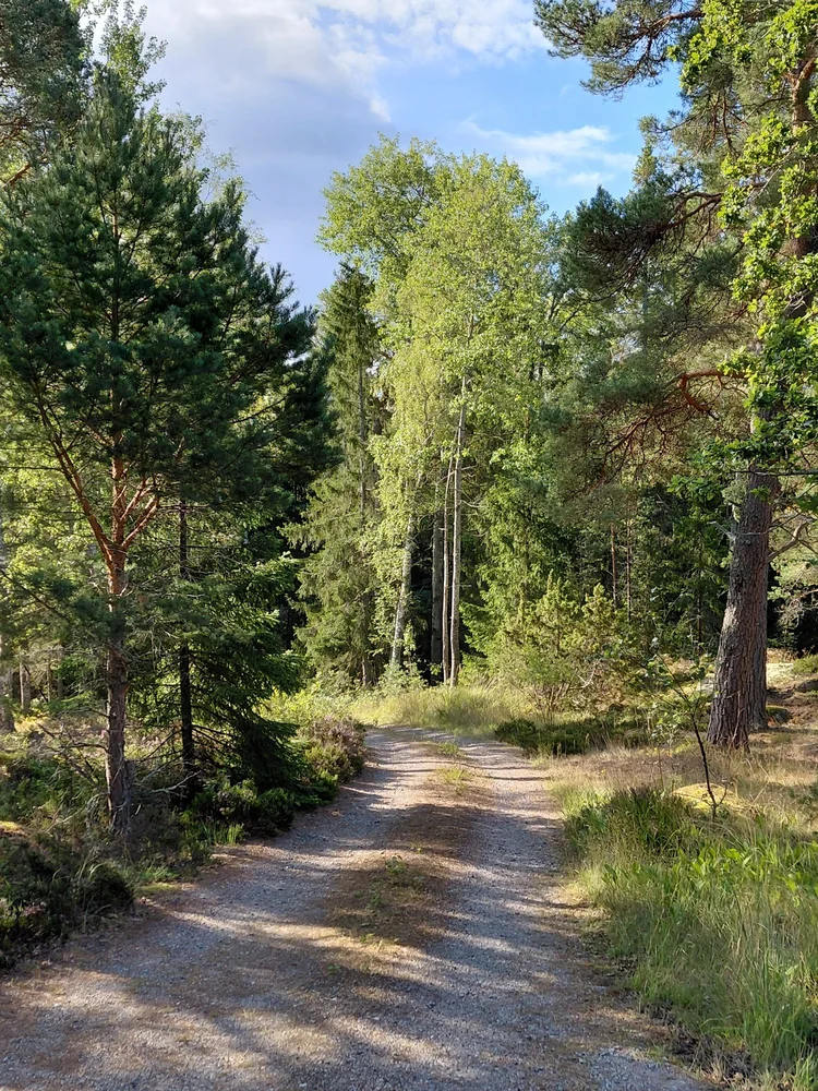 Chemin paisible traversant une forêt de pins et de bouleaux dans l’archipel de Stockholm
